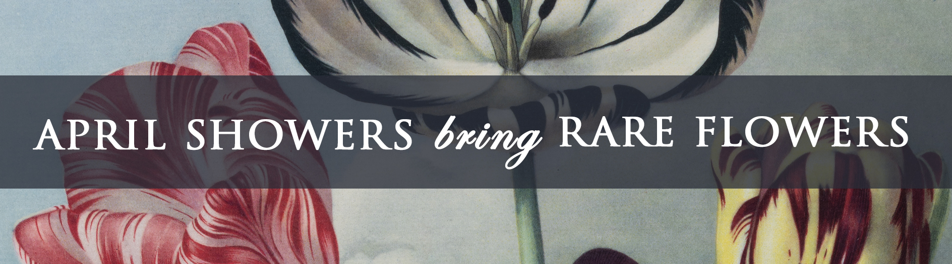 Feature Image of April Showers Bring RARE Flowers: An Open Book Blog Post